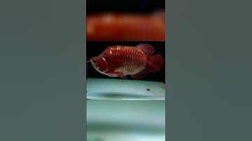 Cá Rồng Huyết Long Fafu Bản Ngắn Gù Cao, Siêu Đỏ 55cm Giao Lưu Nâng Cấp #cacanh #carong