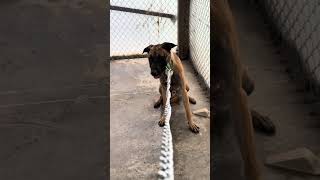 Maverick! The episode where he goes on leash!