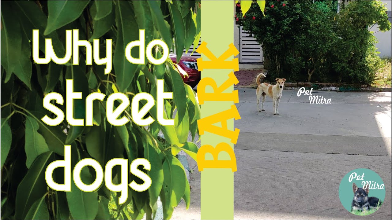 Why Do Street Dogs Bark At Pet Dogs