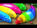 Fish stop motion ASMR | Crocodile catfish hunts koi to steal golden eggs | Primitive cooking