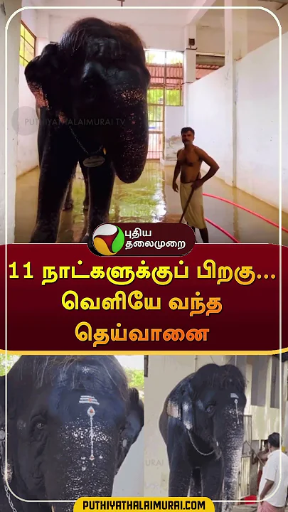 11 நாட்களுக்குப் பிறகு... வெளியே வந்த தெய்வானை | #shorts | #tiruchendhur | #elephant