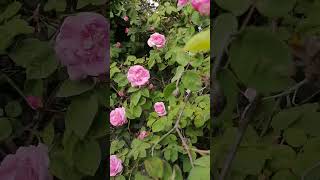 Beautiful roses #nature #roses #beautiful