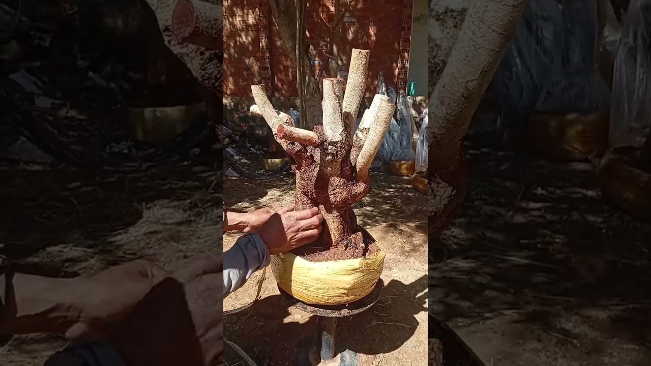 2/2 mai rừng bình thuận glae Zalo 0837979623