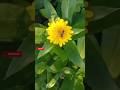 MarieGoldFlower, ফুলেরউপরবসে মৌমাছিমধুসংগ্রহ করতেছে#bee#yellow flower#মৌমাছি#MotherIsMyMotherTVShort