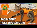 FAJA-BODY POST OPERATORIO PARA GATAS ESTERILIZADAS (FÁCIL/ECONÓMICO) - SiamCatChannel