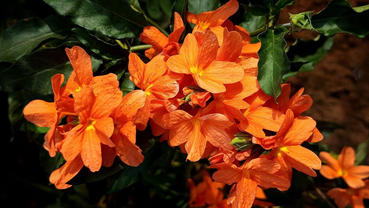 Aboli Flowers| My Garden| Gardening| #aboli #mygarden #gardening # ...