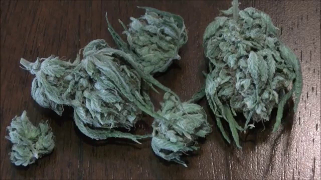 KGBs Oceangrown Alpha Tester Contest journal 14