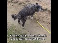 Krecik nadal bez domu  Pomóż udostępnij ,dzwoń 505 855 101