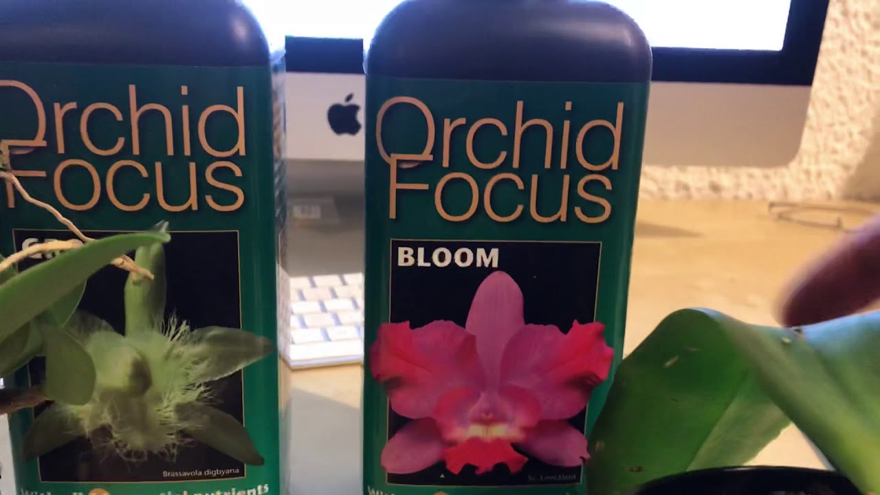 Orchideendünger richtig wählen: Konzentration statt Markenversprechen