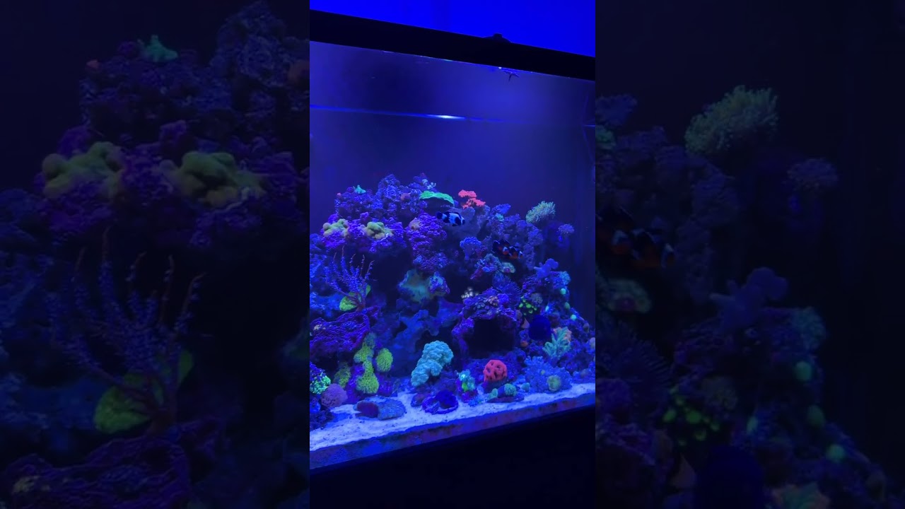 Marineland 110 gallon reef