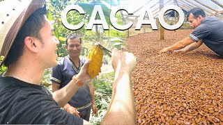 Un día como AGRICULTOR de CACAO en Ecuador