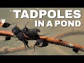 The Cutest Tadpoles in a Pond