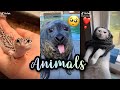 Animals 🏞️🦌 | Part 2
