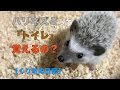 【くり坊の日常】ハリネズミってトイレ覚えるの？