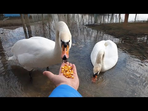 Hissing Swan eating from my hand - Feeding two beautiful swans