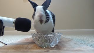 Rabbit drinking juice and squeaking ASMR