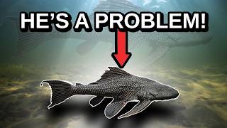 The Most Destructive Invasive Fish - The Common Pleco