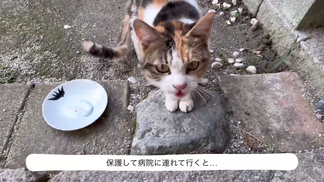 8 ミケちゃんがやってきた！ - YouTube