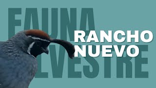 Wildlife Of Rancho Nuevo Adventure And Conservation In Guaymas, Sonora