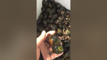 Ốc bươu đen # Nuôi trên bể bạc bằng nước giếng khoan . Nguyễn Dàng