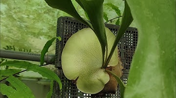 Cùng ngắm và tìm hiểu thêm về ổ rồng Ridleyi vs Alcicorne