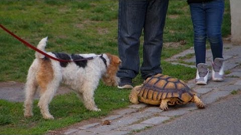 Seeking: NYC tortoise walker