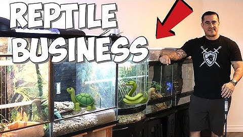 STARTING A REPTILE  BUSINESS ! “BALL PYTHONS"