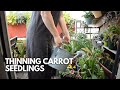 How to grow carrots in pots thinning out seedlings  balconia garden