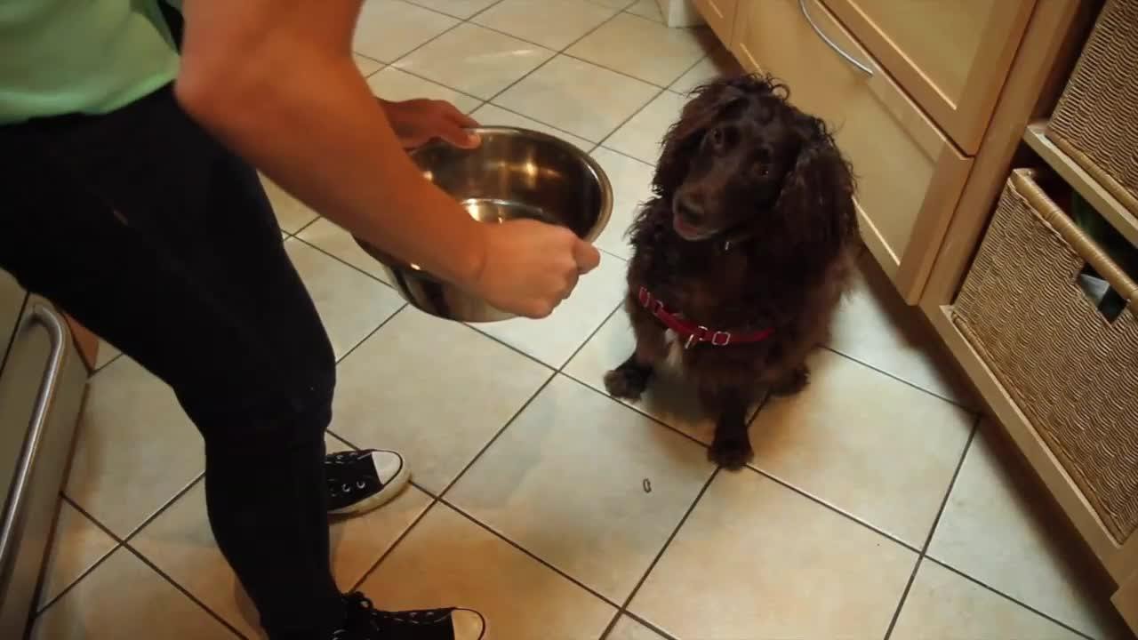 Train Your Dog to Wait for the Food Bowl YouTube