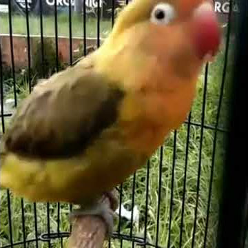 masteran lovebird isian kapas tembak