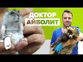«Я самый счастливый человек»: ветеринар из Белоруссии ставит на лапы животных с тяжёлыми травмами