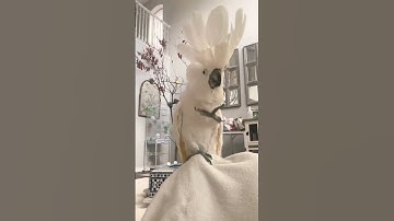 Thumbnail of umbrella #cockatoo #dancing on his #favorite #song #enjoy #happy #shorts#like#viral #subscribe#relax