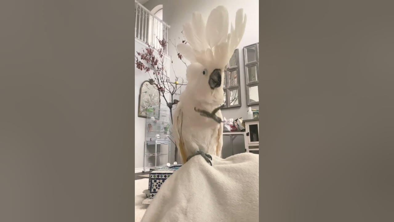 umbrella #cockatoo #dancing on his #favorite #song #enjoy #happy #shorts#like#viral #subscribe#relax