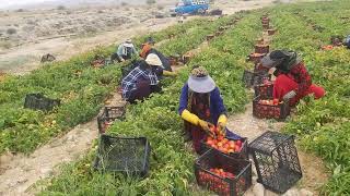 "Rural and Nomadic Men and Women in Tomato Harvesting: Diet and Traditional Packaging of Products"