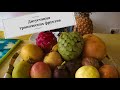 Шри Ланка дегустация тропических фруктов 🥭🍍🍈