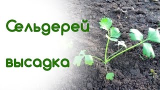 Сельдерей высадка рассады Сельдерей высадка рассады