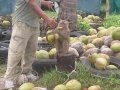 Обезьяны собирают кокосы.