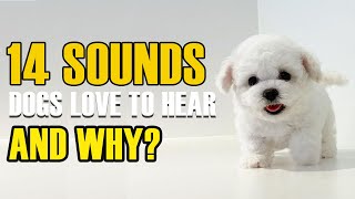 Top 14 Sounds Dogs Love and Why They Love Them by Puppies Club 1,494 views 1 year ago 8 minutes, 1 second