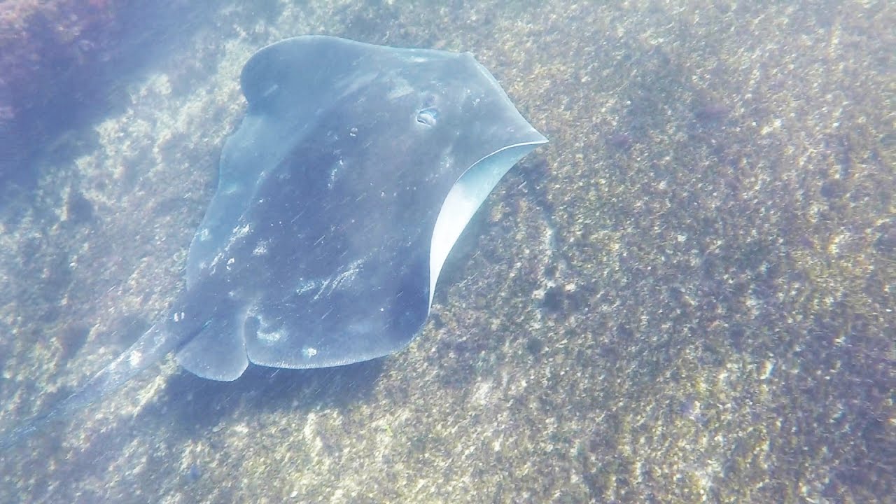 Bullray Charges Snorkeller