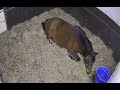 Gold Ship foal is about to be born / きっとゴールドシップ仔を出産するダイワスカーレット孫ライブ(スカーレットテイル)
