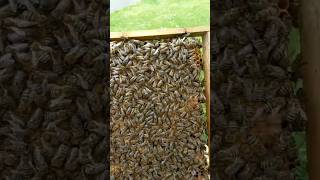 Apiculture ??تربية النحل للمبتدئين محمد المصري?????Apiculture pour débutants et professionnels ??