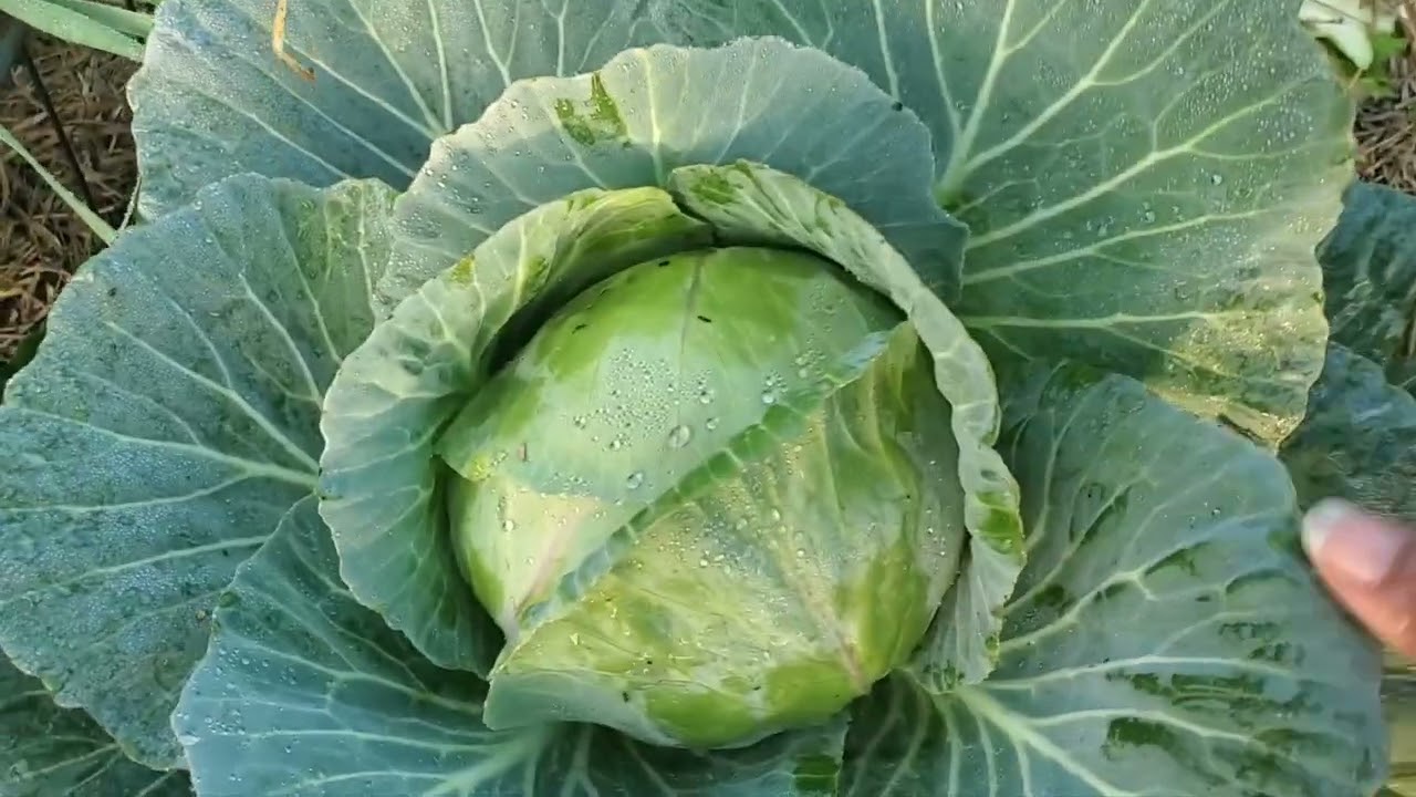 Let's Harvest Some Cabbage! #growyourownfood #cabbage #greens #gardening #enjoygardening 