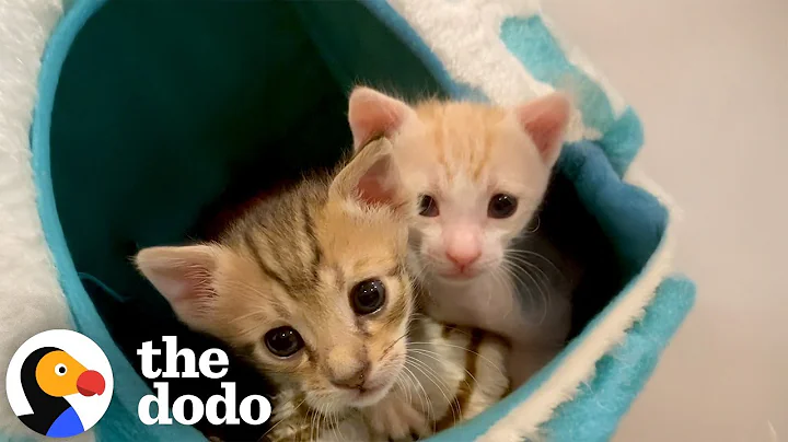 Woman Bathes Two TINY Kittens With A Toothbrush | The Dodo