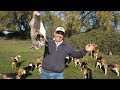 Cacería de Conejos con Perros Beagles | Temporada 2019 | 2 Conejos
