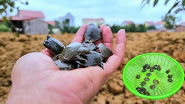 Thả Thêm Hai Mươi Con Baba Giống Vào Bể - Thăm Lại Thằng Ri Và Thỏ / Quế Nghịch