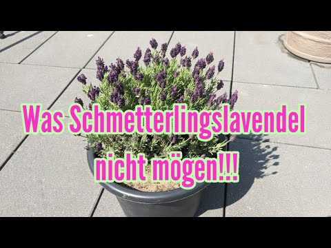 Video: Mögen Bienen Lavendel-Stöchas?