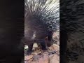 Bonita. No, I didn&rsquo;t actually get quilled just jokes 😂 #porcupine #animals #cute #quill #trend