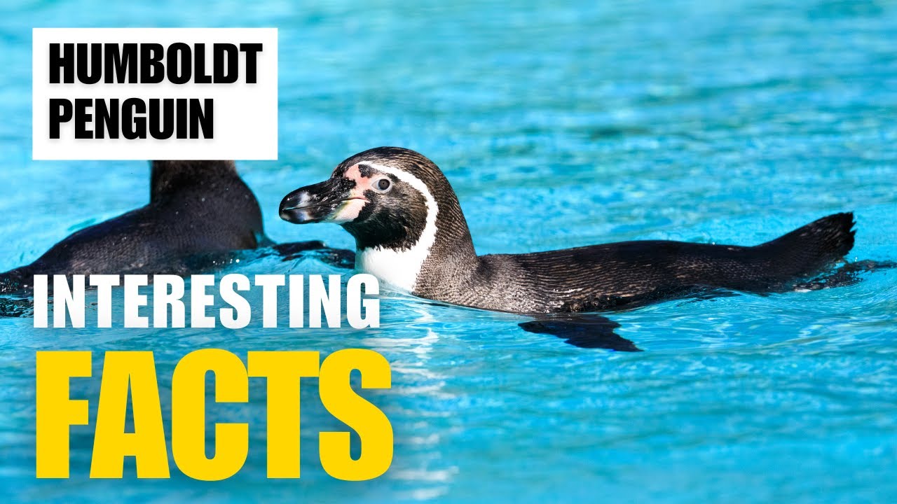 exploring-the-fascinating-world-of-humboldt-penguin-interesting-facts