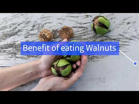 معلومات در باره چهار مغز د چهار مغز په باره کی معلومات