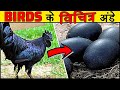 10 जानवरों के सबसे विचित्र अंडे जिन्हे देखने के लिए नसीब लगता 10 Weirdest Bird Eggs